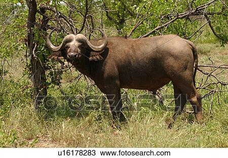 African Buffalo View Large Photo Image Stock Image - African Buffalo. Fotosearch