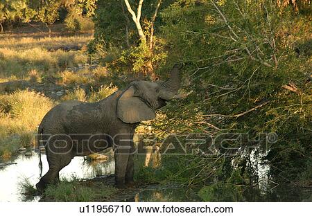 Stock Image - African Elephant. Fotosearch