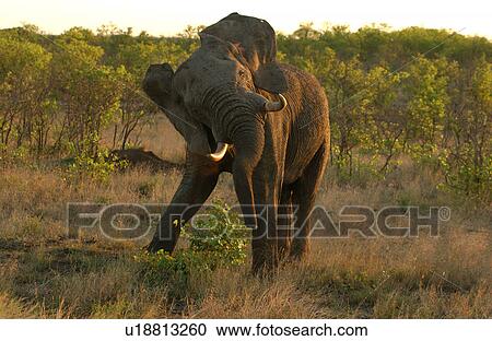 Stock Image - African Elephant. Fotosearch