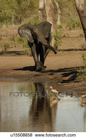 Stock Photo - African Elephant. Fotosearch