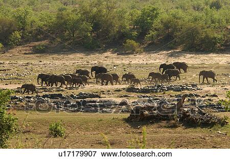 African Elephant View Large Photo Image Stock Photo - African Elephant. Fotosearch