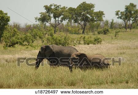 African Elephant View Large Photo Image Stock Photo - African Elephant. Fotosearch