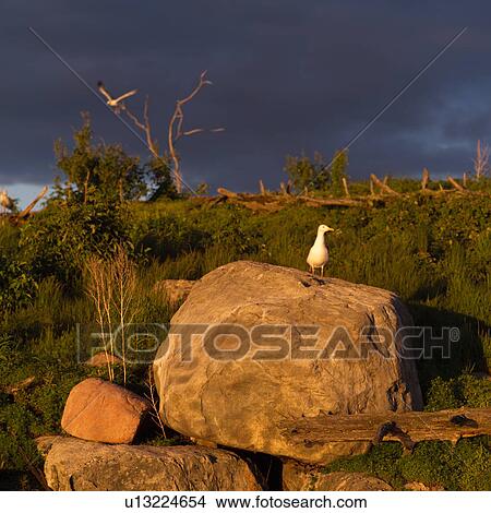 Bird perched on a rock at Lake of the woods, Ontario, Canada View Large Photo Image Picture - Bird perched on a rock at Lake of the woods, Ontario, Canada. Fotosearch
