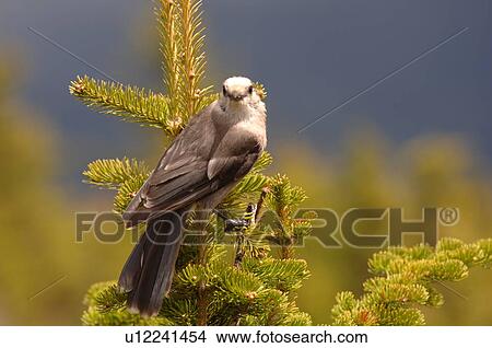 Picture - Bird perched on evergreen tree in Jasper National Park Canada. Fotosearch