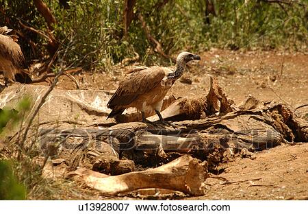 Birds - Africa View Large Photo Image Stock Photo - Birds - Africa. Fotosearch
