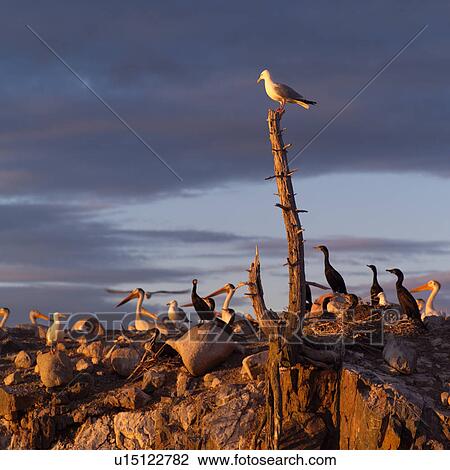 Stock Image - Birds perched on rocks and a tree at Lake of the woods, Ontario, Canada. Fotosearch