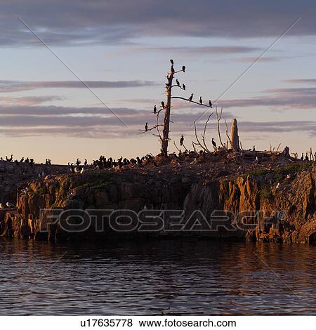 Birds perched on rocks and a tree at Lake of the woods, Ontario, Canada View Large Photo Image Stock Photo - Birds perched on rocks and a tree at Lake of the woods, Ontario, Canada. Fotosearch