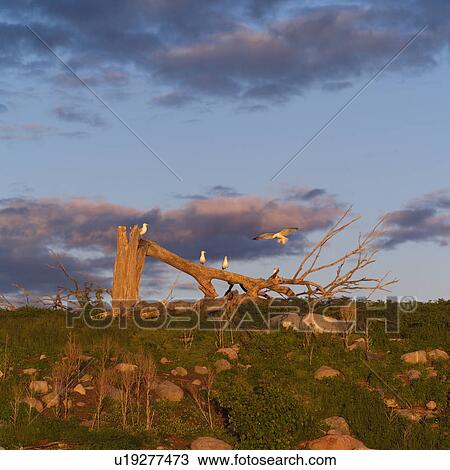 Stock Image - Birds perched on rocks and trees at Lake of the woods, Ontario, Canada. Fotosearch