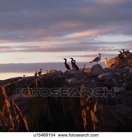 Birds perched on rocks at Lake of the woods, Ontario, Canada View Large Photo Image Picture - Birds perched on rocks at Lake of the woods, Ontario, Canada. Fotosearch
