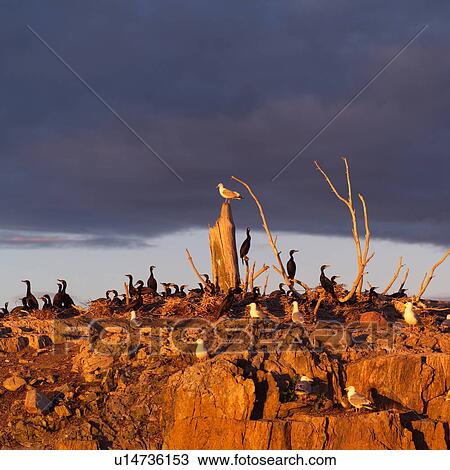 Stock Image - Birds perched on rocks at Lake of the woods, Ontario, Canada. Fotosearch