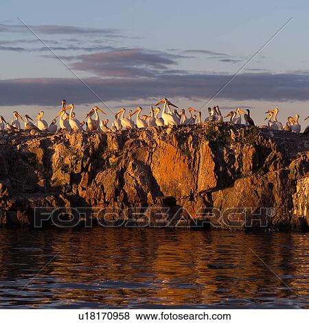 Stock Photo - Birds perched on rocks at Lake of the woods, Ontario, Canada. Fotosearch