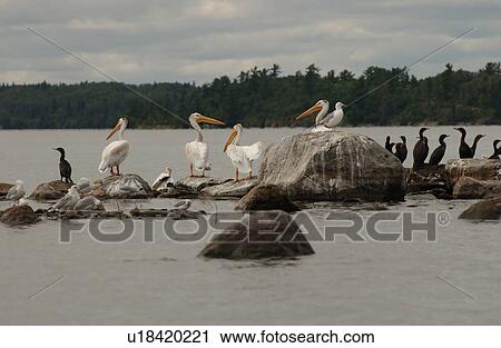 Stock Image - Birds perched on rocks in Lake of the woods, Ontario, Canada. Fotosearch