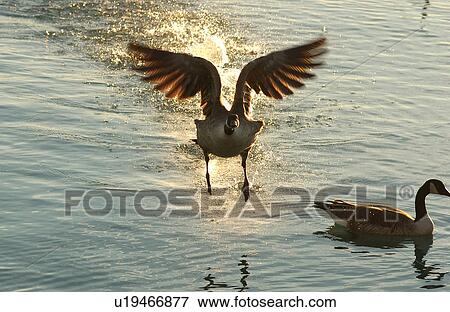 Canadian Geese in flight over water View Large Photo Image Stock Photo - Canadian Geese in flight over water. Fotosearch