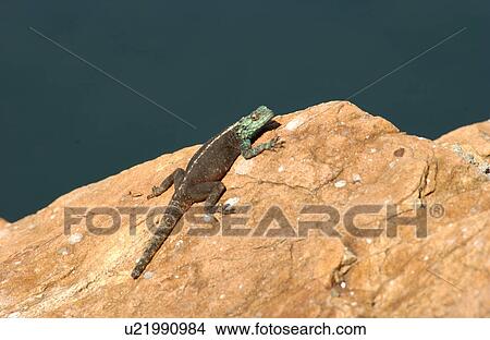 Cape of Good Hope - South Africa View Large Photo Image Picture - Cape of Good Hope - South Africa. Fotosearch
