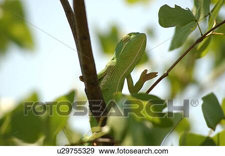 Chameleon - Africa View Large Photo Image Stock Photo - Chameleon - Africa. Fotosearch
