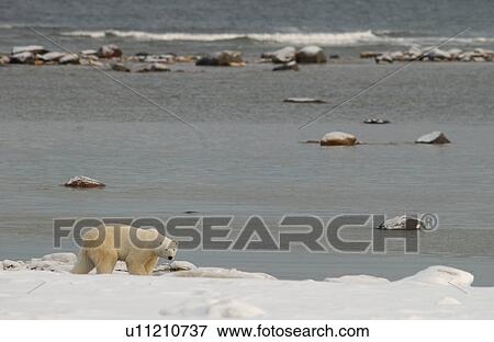 Churchill Northern Manitoba town and surroundings Polar Bear View Large Photo Image Stock Photo - Churchill Northern Manitoba town and surroundings Polar Bear. Fotosearch