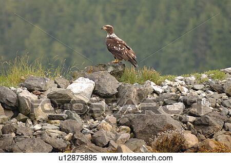 Eagle perched on rock, Wild Pacific Trail, Vancouver Island, Canada View Large Photo Image Stock Photography - Eagle perched on rock, Wild Pacific Trail, Vancouver Island, Canada. Fotosearch