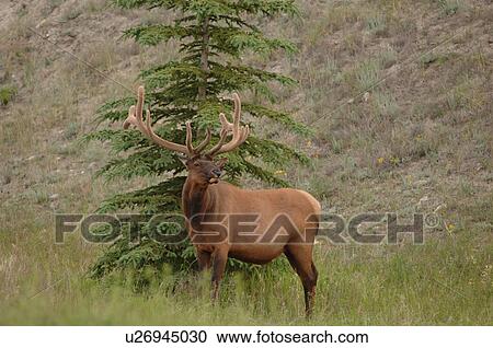 Stock Image - Elk standing by tree, Jasper National Park, Canada. Fotosearch