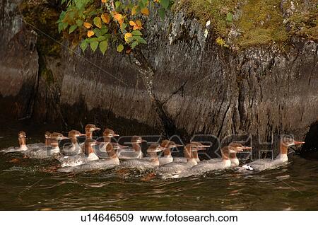Flock of ducks at Lake of the Woods View Large Photo Image Stock Photo - Flock of ducks at Lake of the Woods. Fotosearch