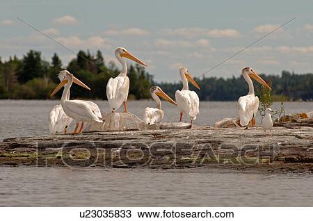 Gathering of birds View Large Photo Image Stock Image - Gathering of birds. Fotosearch
