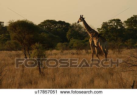 Giraffe View Large Photo Image Stock Image - Giraffe. Fotosearch