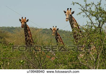 Stock Image - Giraffe. Fotosearch