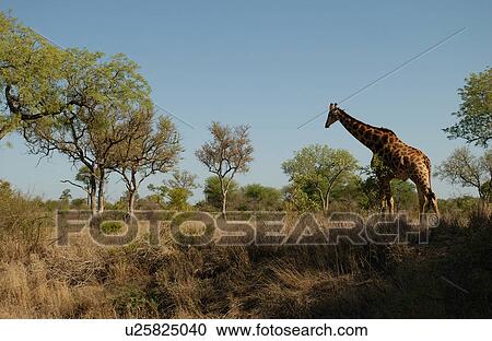 Giraffe View Large Photo Image Stock Image - Giraffe. Fotosearch