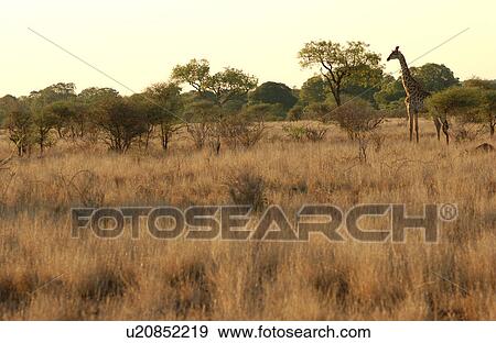 Stock Photo - Giraffe. Fotosearch