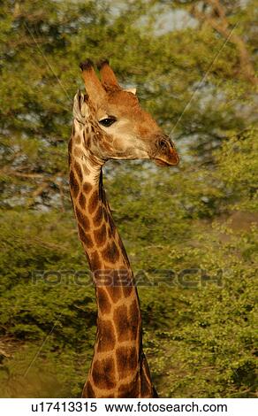 Giraffe View Large Photo Image Stock Photography - Giraffe. Fotosearch