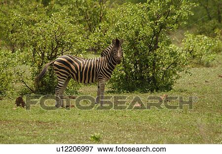 Stock Photo - Kruger National Park, South Africa - Zebra. Fotosearch