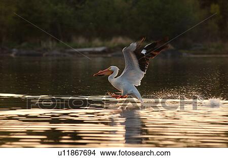 Picture - Lake of the Woods - Pelicans. Fotosearch
