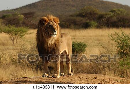 Stock Image - Lions - Nambia, Africa. Fotosearch