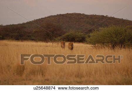 Lions View Large Photo Image Picture - Lions. Fotosearch