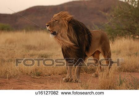 Stock Image - Lions. Fotosearch