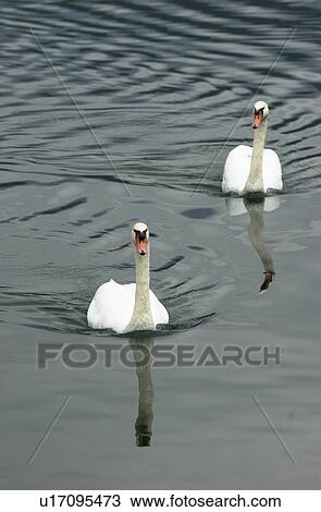 Pair of swans swimming in a lake in Slovenia View Large Photo Image Stock Image - Pair of swans swimming in a lake in Slovenia. Fotosearch