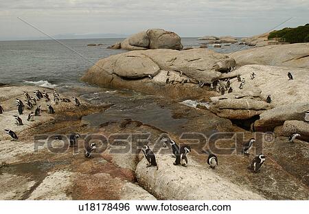 Penguins - South Africa View Large Photo Image Stock Photograph - Penguins - South Africa. Fotosearch