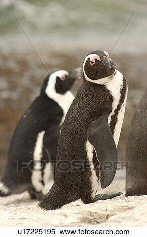 Stock Photography - Penguins - South Africa. Fotosearch