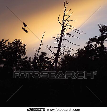 Silhouette of trees at sunset in Lake of the woods, Ontario, Canada View Large Photo Image Stock Photo - Silhouette of trees at sunset in Lake of the woods, Ontario, Canada. Fotosearch