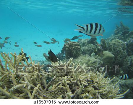 Stock Photography - Underwater view of small fish swimming near water plants, Moorea, Tahiti, French Polynesia, South Pacific. Fotosearch