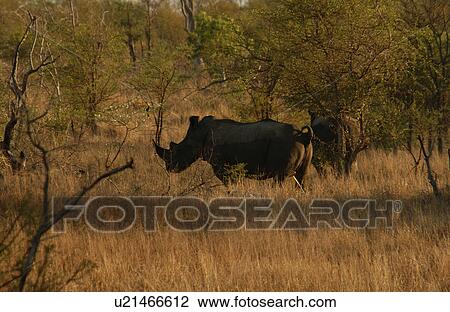 Stock Image - White Rhino. Fotosearch