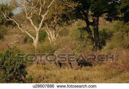 White Rhino View Large Photo Image Stock Photograph - White Rhino. Fotosearch