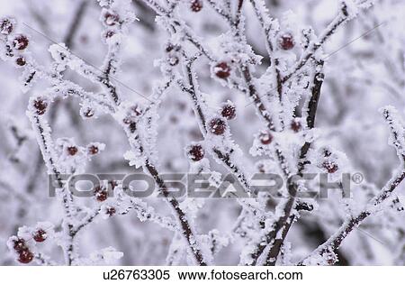 Frozen Tree View Large Photo Image Stock Photography - Frozen Tree. Fotosearch