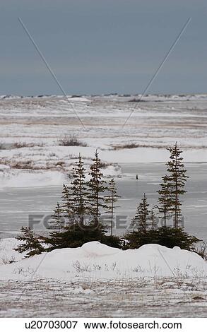 Stock Photo - Polar Bears - Churchill Manitoba. Fotosearch