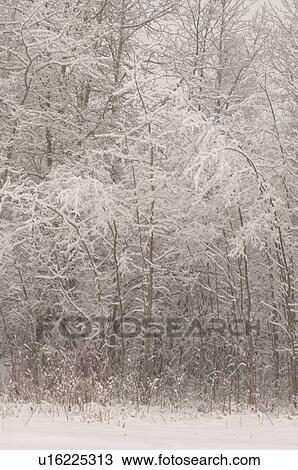 Snow covered trees in Alberta Canada View Large Photo Image Stock Image - Snow covered trees in Alberta Canada. Fotosearch