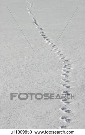 Snow Tracks View Large Photo Image Stock Image - Snow Tracks. Fotosearch