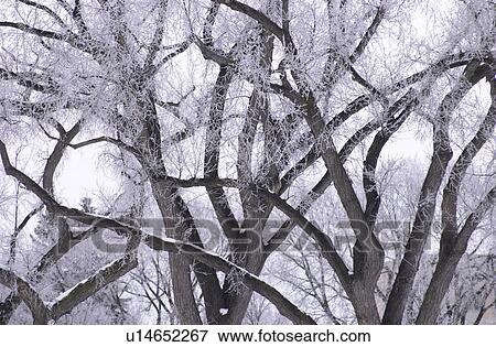 Tree with Snow View Large Photo Image Stock Photo - Tree with Snow. Fotosearch