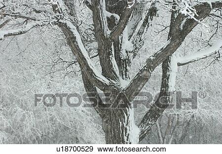 Stock Photo - Tree with Snow. Fotosearch