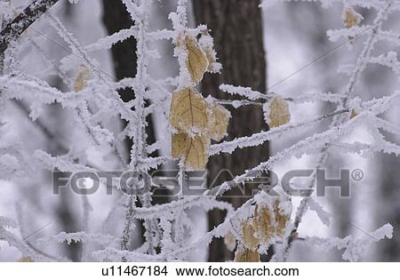 Picture - Winnipeg Manitoba, Canada Winter Scenes. Fotosearch