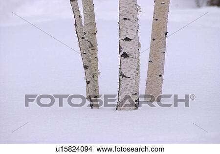 Winnipeg Manitoba, Canada Winter Scenes View Large Photo Image Picture - Winnipeg Manitoba, Canada Winter Scenes. Fotosearch