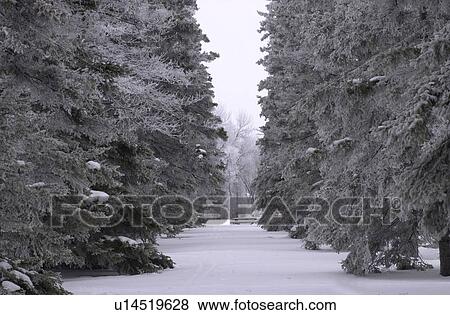 Winnipeg Manitoba, Canada Winter Scenes View Large Photo Image Stock Photo - Winnipeg Manitoba, Canada Winter Scenes. Fotosearch